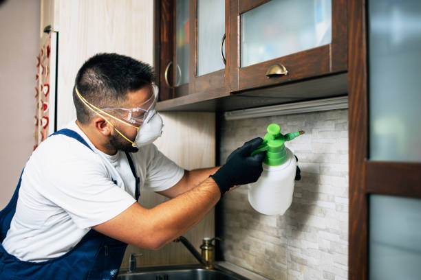 Best Flea Control Services  in Fairview, UT