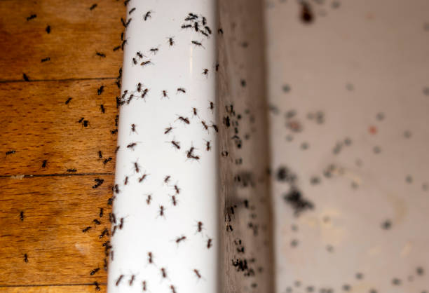 Best Exterminator Services  in Fairview, UT